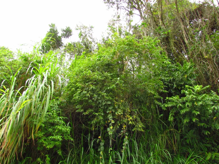 Trema micrantha (10)