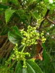 Trema micrantha (4)