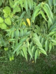 Trema micrantha (3)