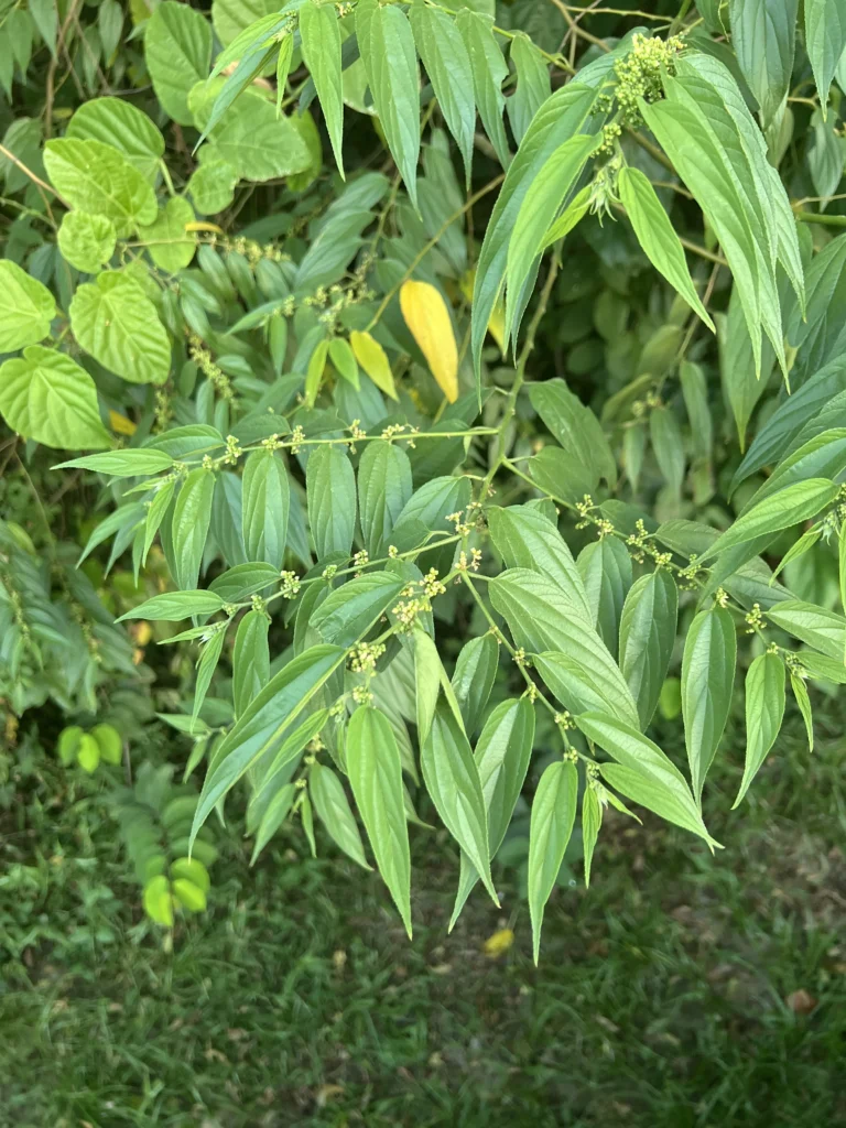 Trema micrantha (3)
