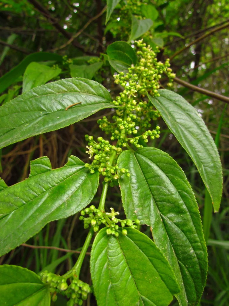 Trema micrantha (2)