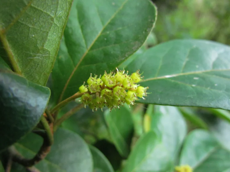 Terminalia kleinii (14)