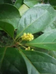 Terminalia kleinii (13)