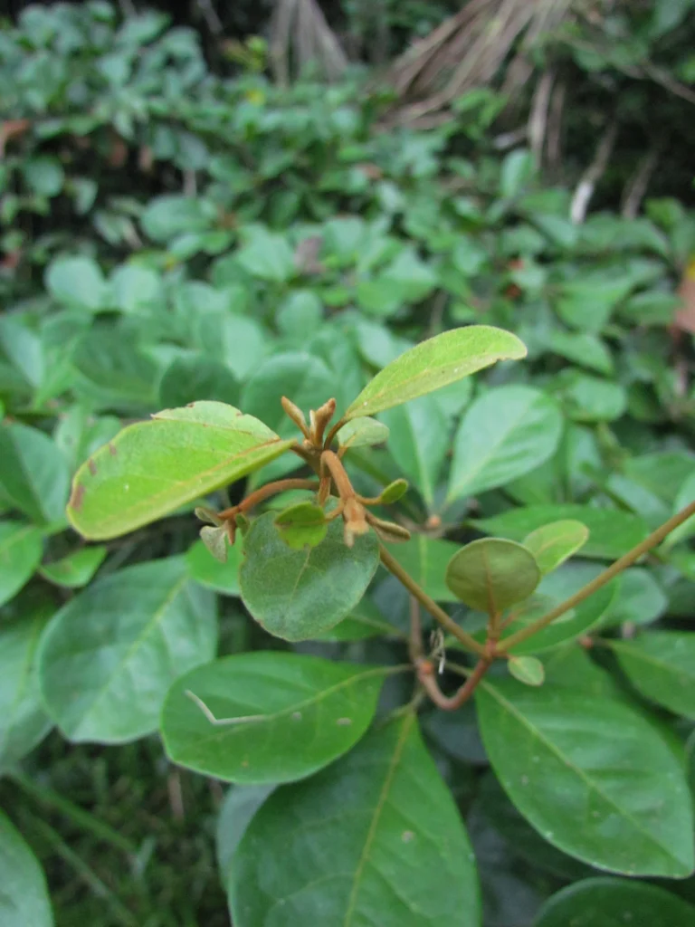 Terminalia kleinii (12)