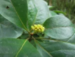 Terminalia kleinii (10)