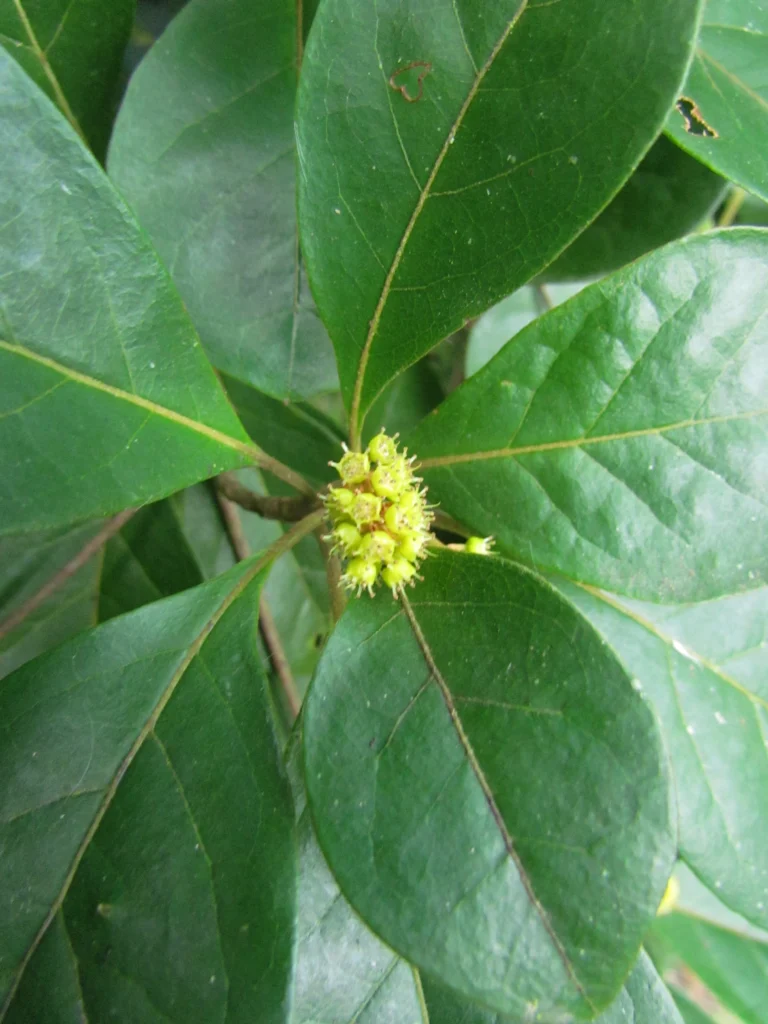 Terminalia kleinii (8)