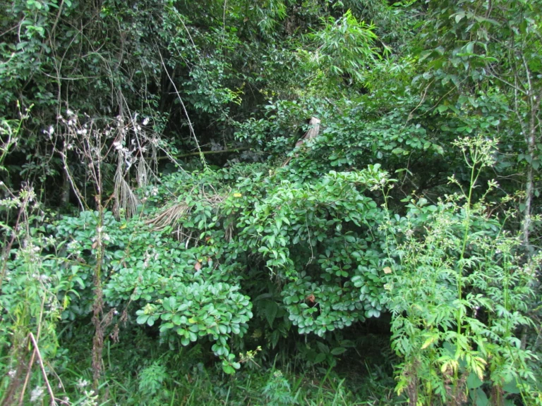 Terminalia kleinii (6)
