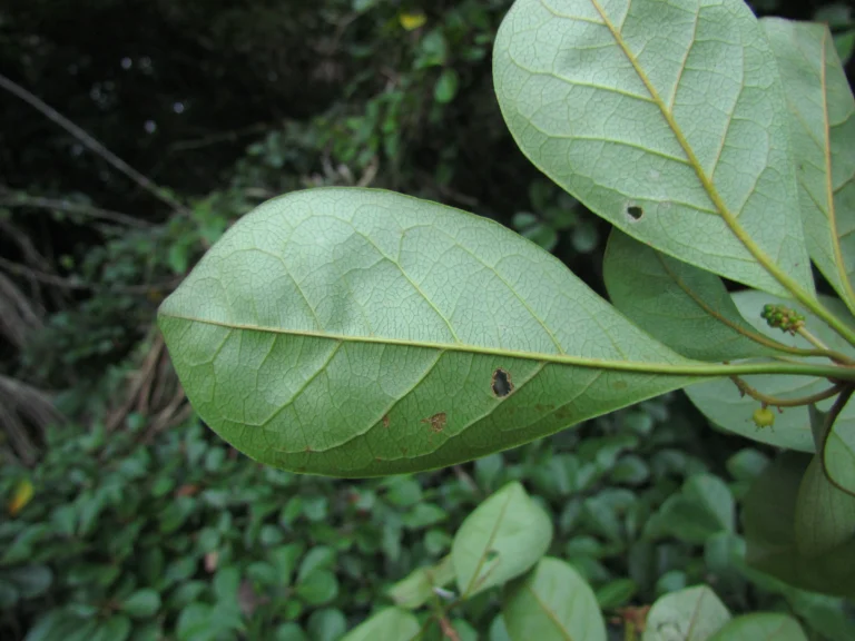 Terminalia kleinii (4)