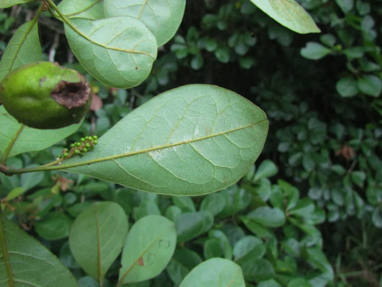 Terminalia kleinii (3)