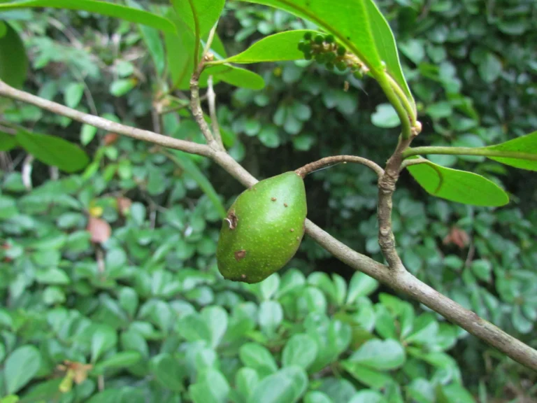 Terminalia kleinii (2)