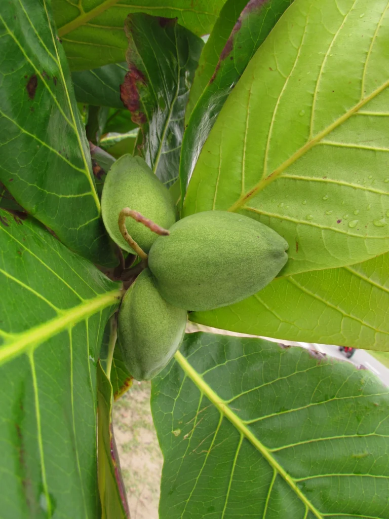 Terminalia catappa (12)