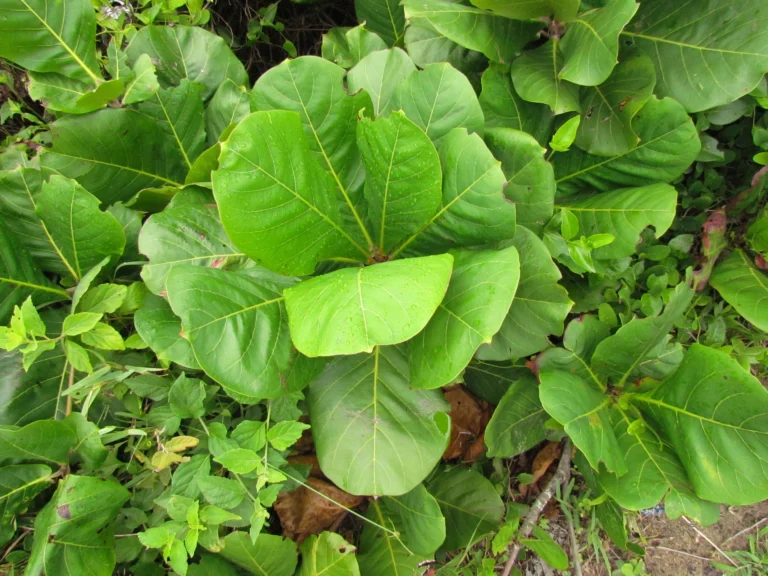 Terminalia catappa (10)