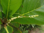Terminalia catappa (1)