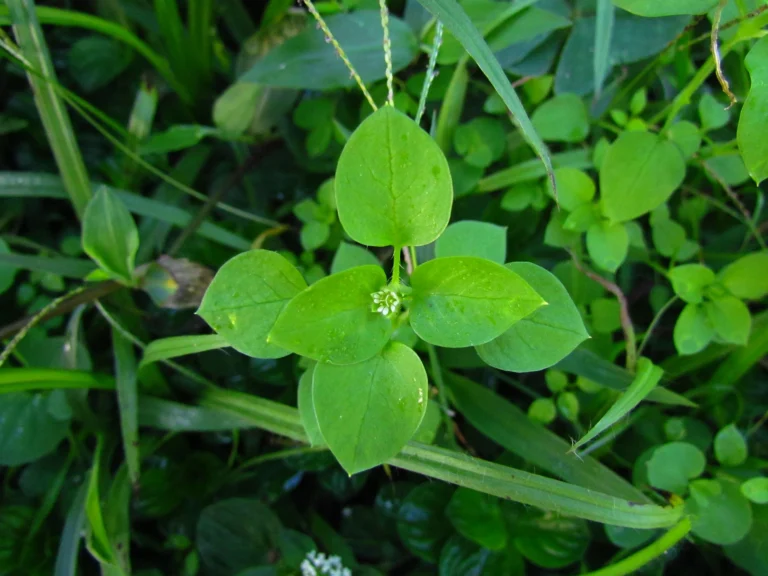 Stellaria media (9)