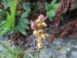 Spergularia grandis (31)