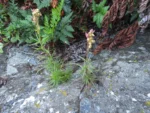 Spergularia grandis (30)