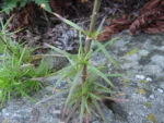 Spergularia grandis (29)