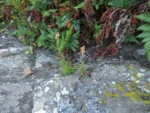 Spergularia grandis (25)
