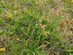 Spergularia grandis (24)