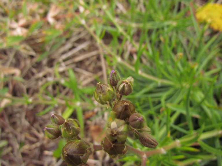 Spergularia grandis (23)