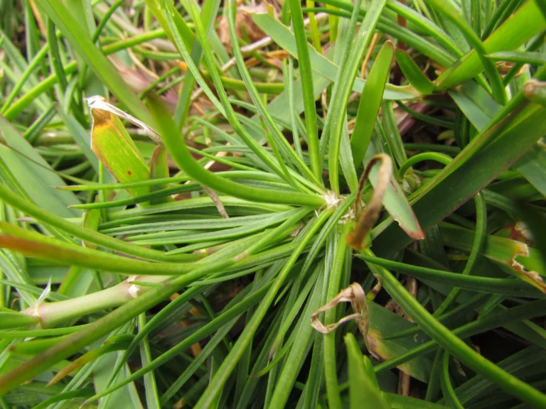 Spergularia grandis (22)