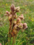Spergularia grandis (19)