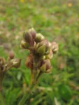 Spergularia grandis (16)