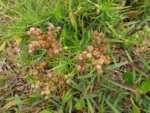 Spergularia grandis (15)