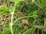 Spergularia grandis (12)