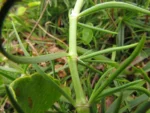 Spergularia grandis (11)