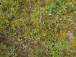 Spergularia grandis (10)