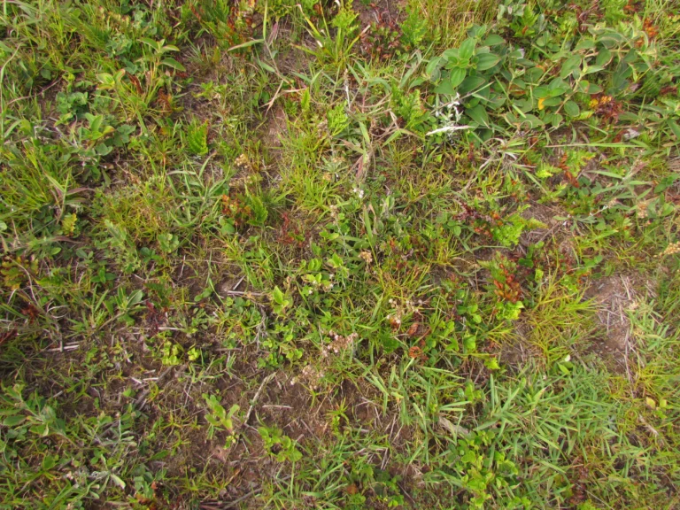 Spergularia grandis (10)