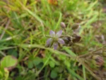 Spergularia grandis (9)