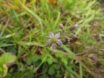 Spergularia grandis (7)