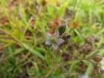 Spergularia grandis (3)