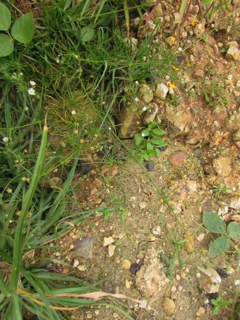 Spergula arvensis (6)
