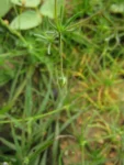 Spergula arvensis (5)