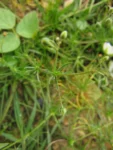 Spergula arvensis (4)