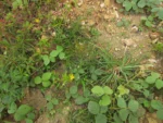 Spergula arvensis (1)