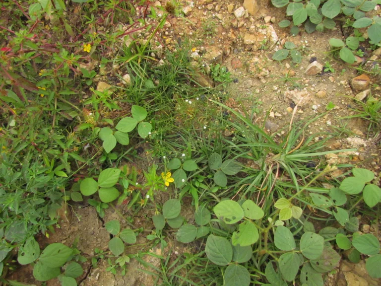 Spergula arvensis (1)