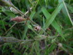 Silene gallica (29)