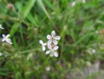 Silene gallica (23)
