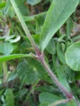 Silene gallica (19)