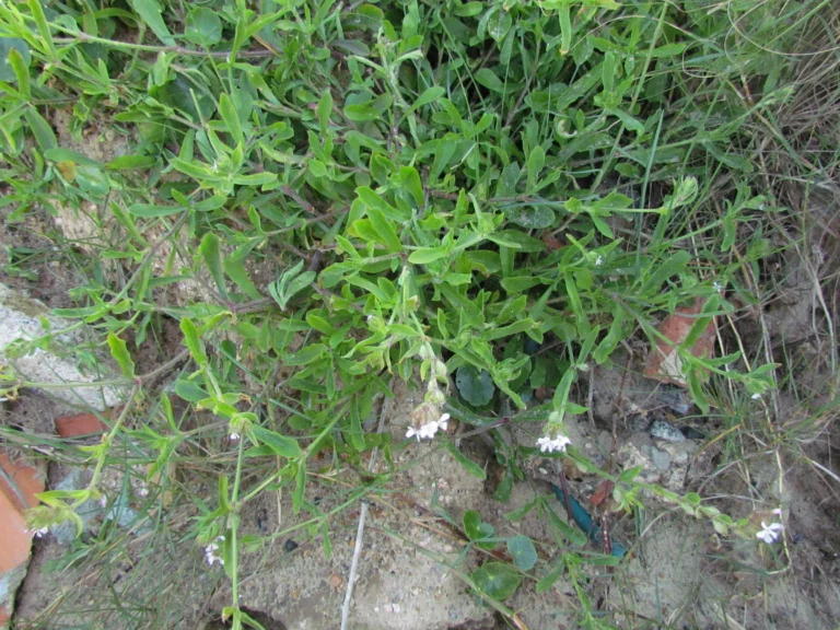 Silene gallica (18)