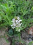 Silene gallica (17)
