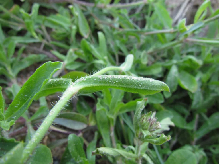 Silene gallica (13)