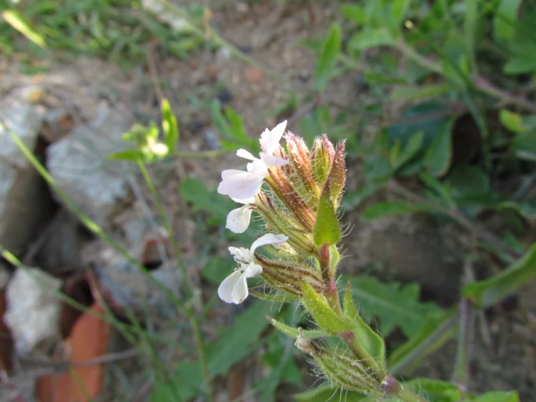 Silene gallica (11)