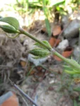 Silene gallica (10)