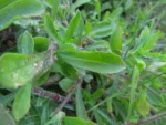 Silene gallica (9)