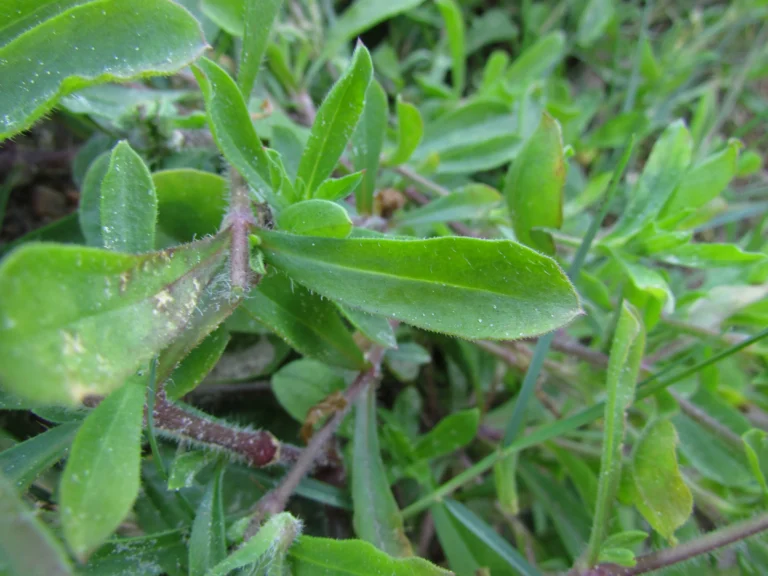 Silene gallica (9)